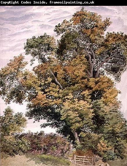 Thomas frederick collier Study of an Oak Tree